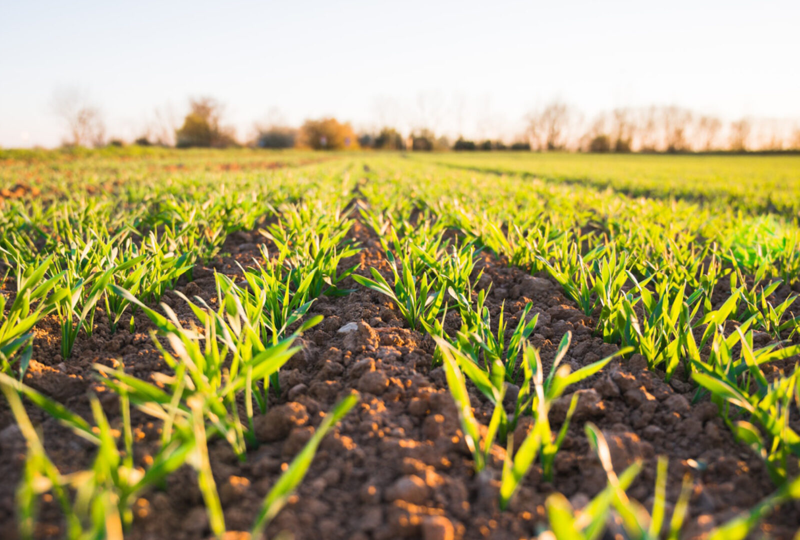 UQP acquires Eating the Earth, a ground-breaking analysis of capitalism's impact on the planet, by Justyn Walsh UQP acquires Eating the Earth, a ground-breaking analysis of capitalism's impact on the planet, by Justyn Walsh