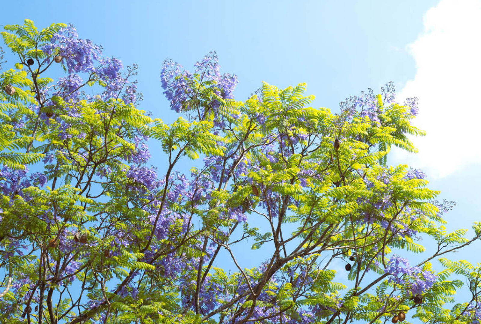 UQP has become ‘carbon positive’